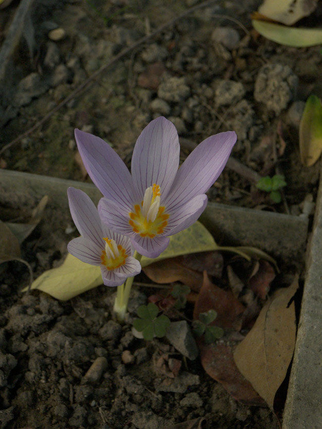 Изображение особи Crocus kotschyanus.