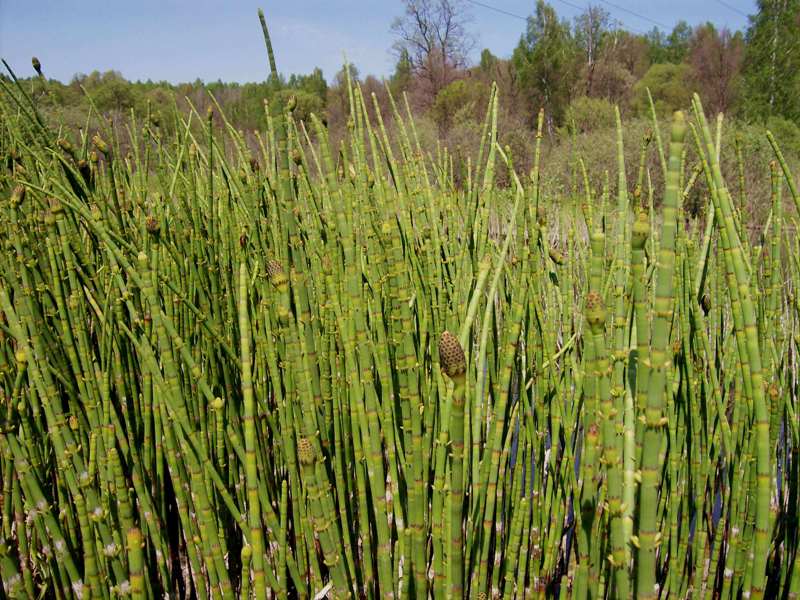 Image of Equisetum fluviatile specimen.