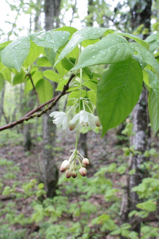 Image of Staphylea pinnata specimen.