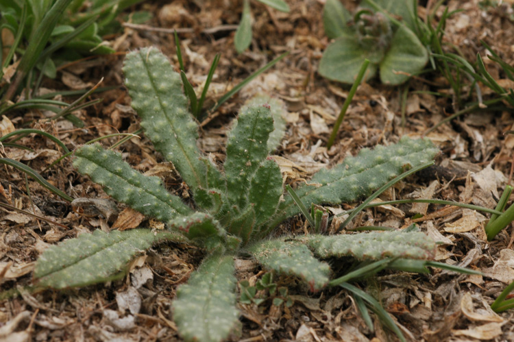 Image of Nonea caspica specimen.