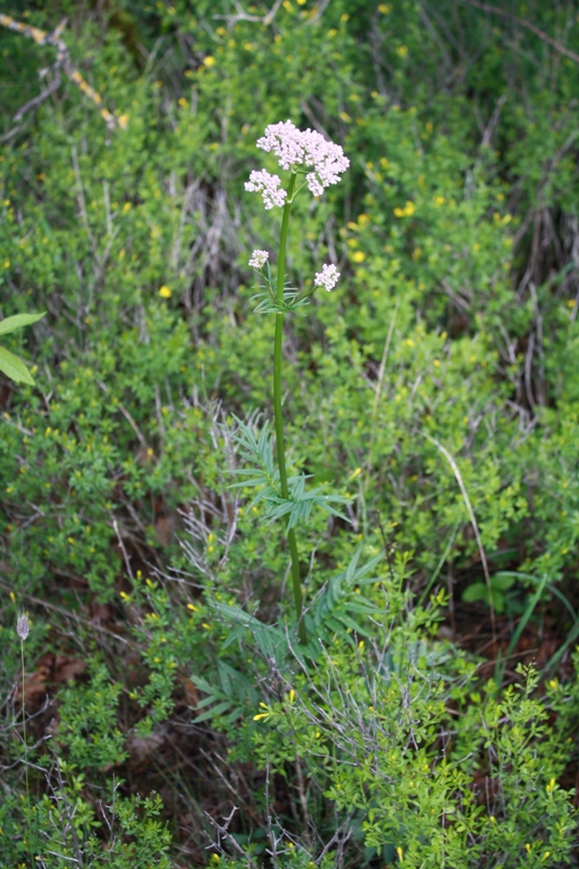 Image of Valeriana rossica specimen.