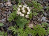 Petasites tatewakianus. Верхушка побега с соцветием. Хабаровский край, Ванинский р-н, пойма руч. Берёзовый. 02.07.2005.