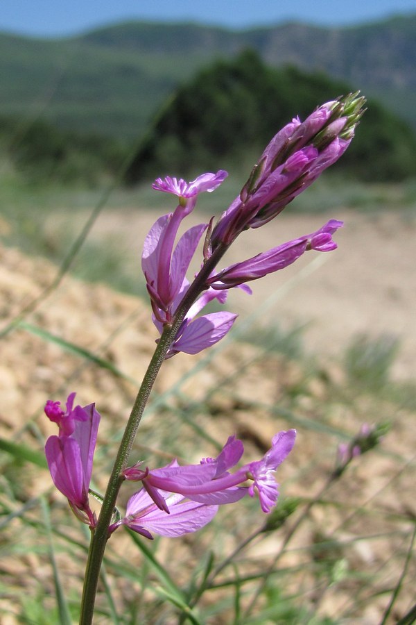 Image of Polygala major specimen.