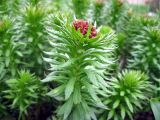 Rhodiola linearifolia