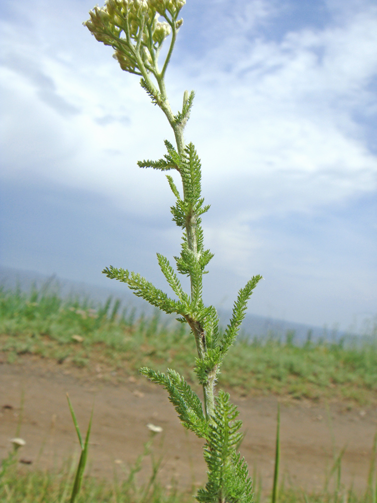 Изображение особи род Achillea.