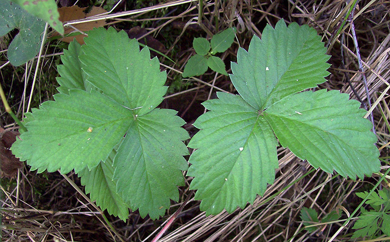 Image of Fragaria vesca specimen.