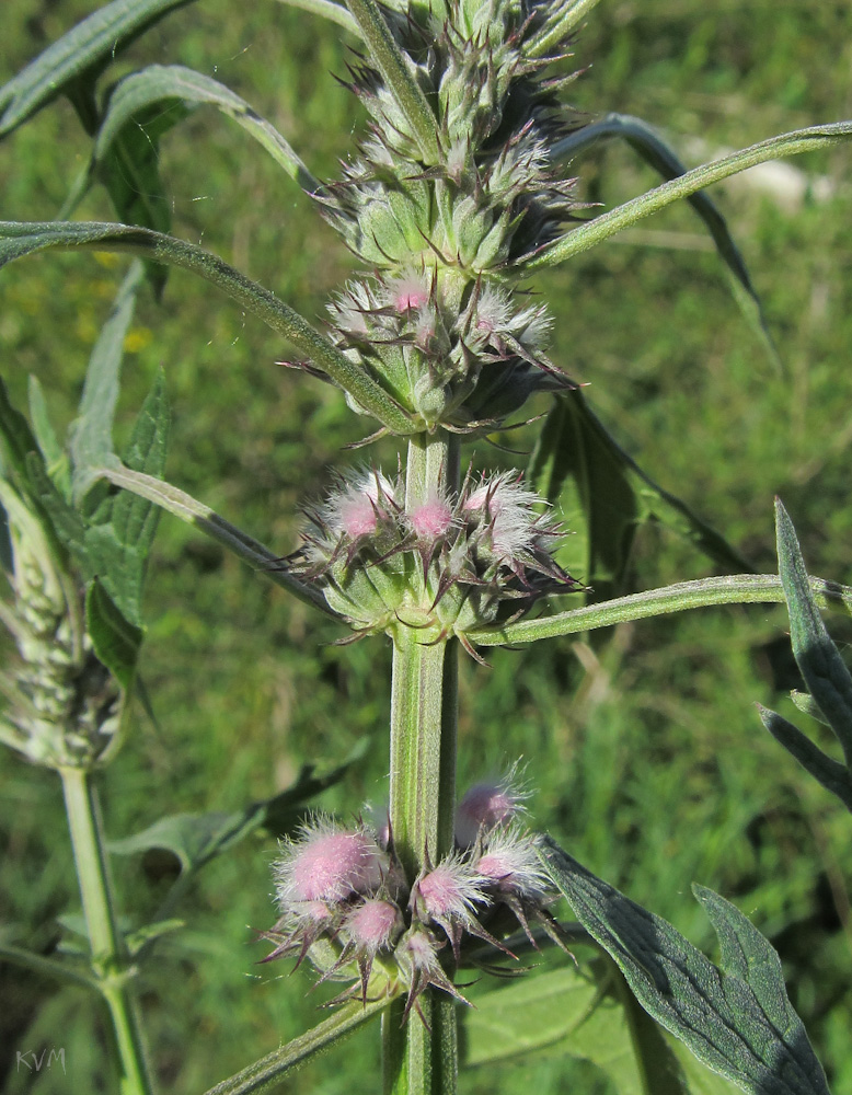 Image of Leonurus glaucescens specimen.