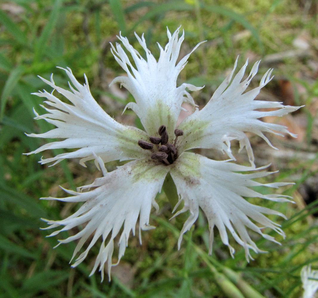 Image of Dianthus stenocalyx specimen.