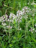 Thymus marschallianus