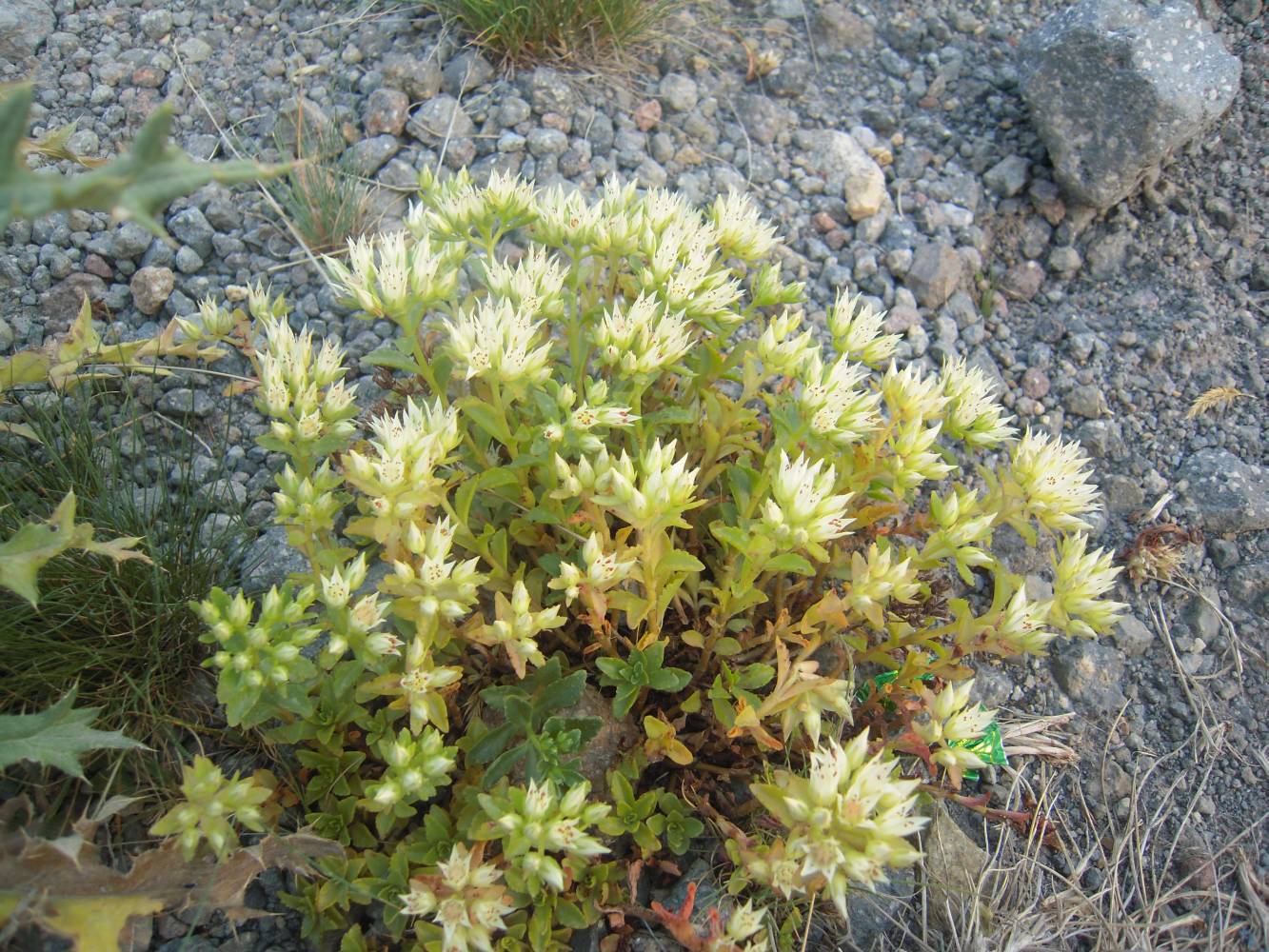 Image of Sedum oppositifolium specimen.