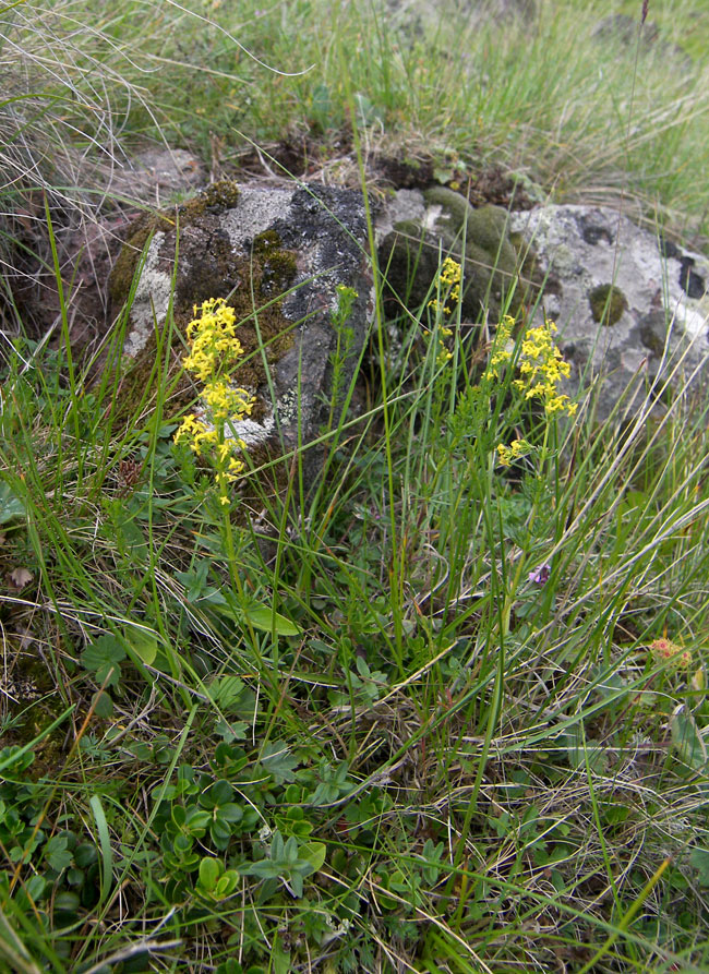 Image of Galium anfractum specimen.