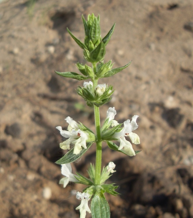 Image of Stachys annua specimen.