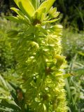 Eucomis autumnalis. Верхняя часть соцветия с завязавшимися плодами. Южный берег Крыма, Никитский ботанический сад. 24 августа 2012 г.