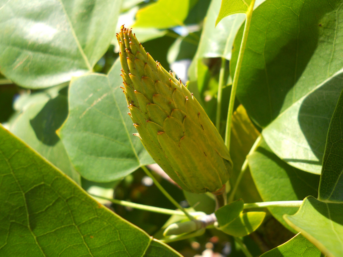 Image of Liriodendron tulipifera specimen.