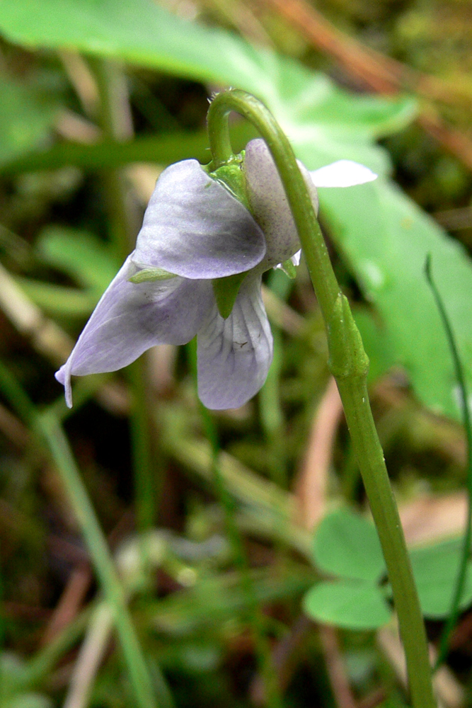 Изображение особи Viola epipsila.