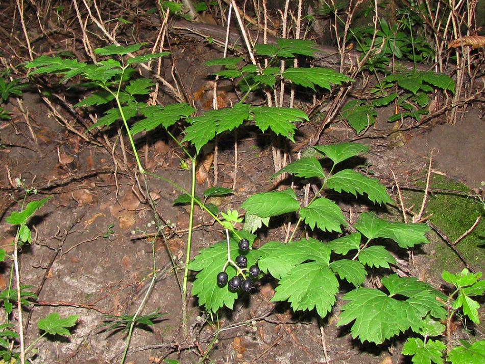 Image of Actaea spicata specimen.