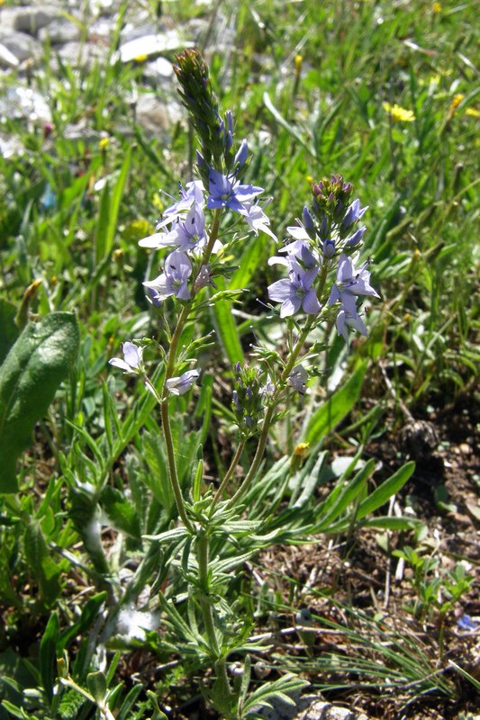 Image of Veronica jacquinii specimen.