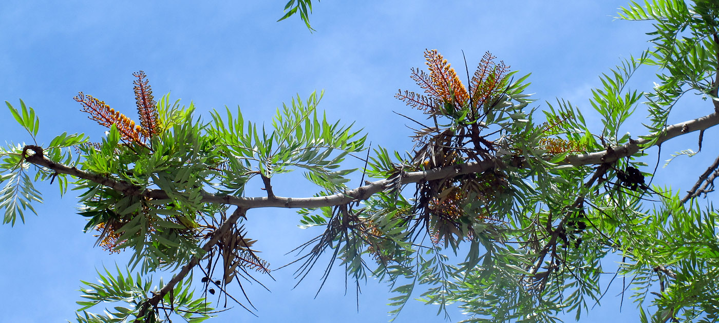 Изображение особи Grevillea robusta.