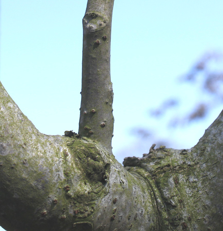 Image of Toona sinensis specimen.