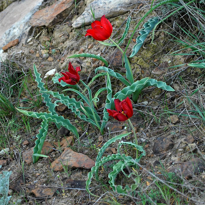 Изображение особи Tulipa suaveolens.