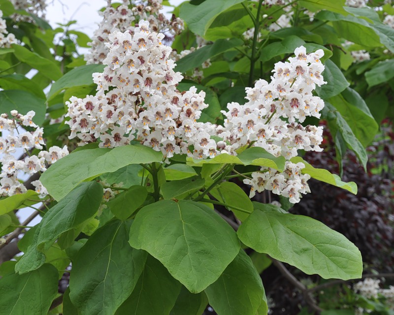 Image of Catalpa bignonioides specimen.