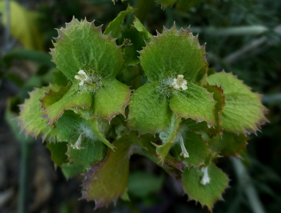 Image of Valerianella dufresnia specimen.