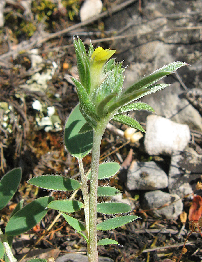 Image of Anthyllis taurica specimen.