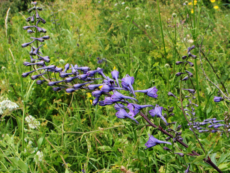 Image of Delphinium dasycarpum specimen.