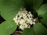 Viburnum lantana. Соцветие и листья. Санкт-Петербург. 2 июня 2009 г.