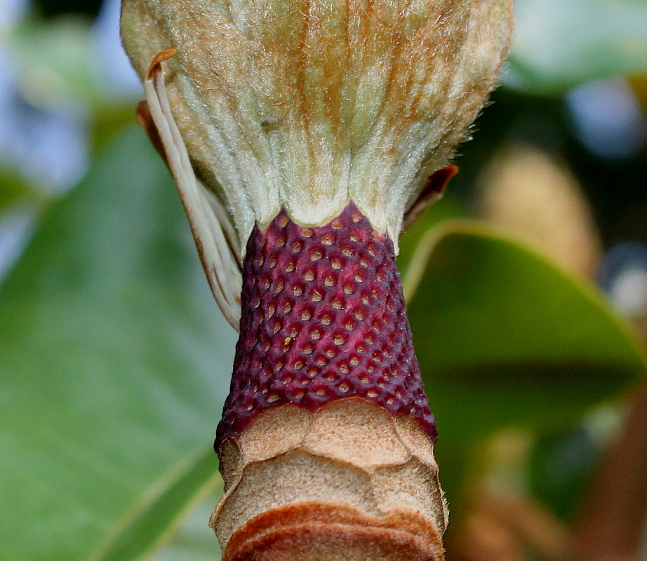 Image of Magnolia grandiflora specimen.