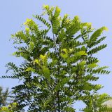 Amorpha fruticosa. Ветвь. Германия, г. Krefeld, Ботанический сад. 25.07.2013.