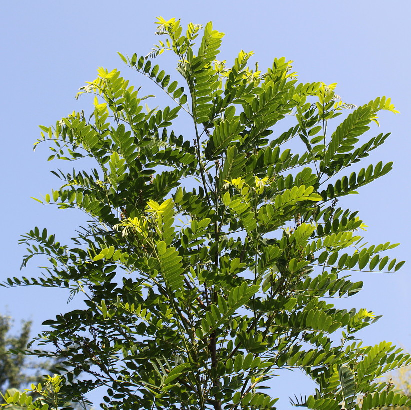 Изображение особи Amorpha fruticosa.