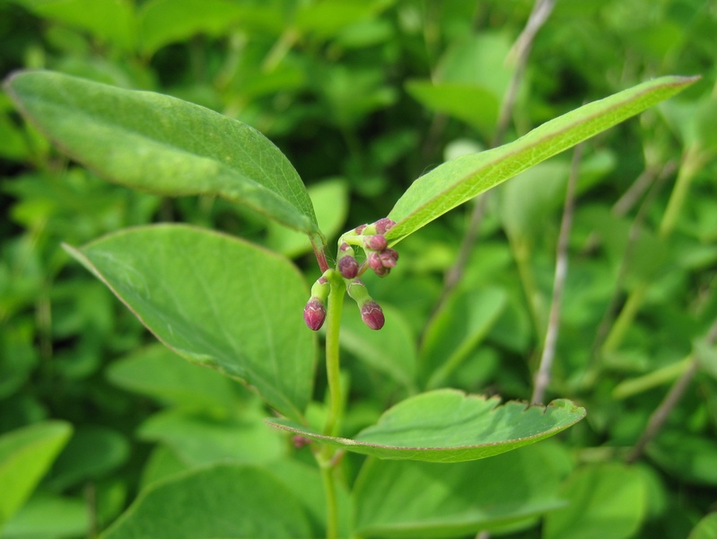 Image of Symphoricarpos albus var. laevigatus specimen.