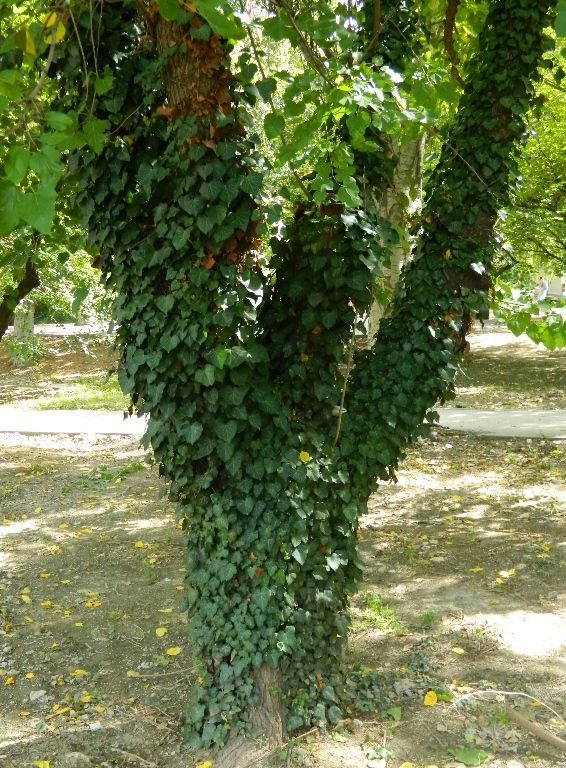 Image of Hedera helix specimen.