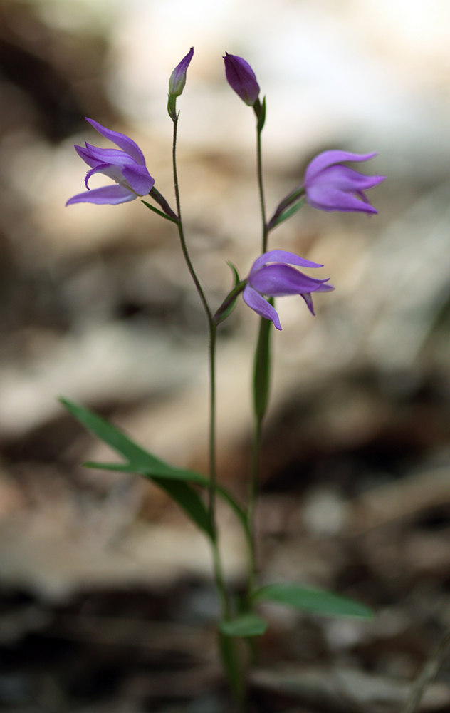 Изображение особи Cephalanthera rubra.