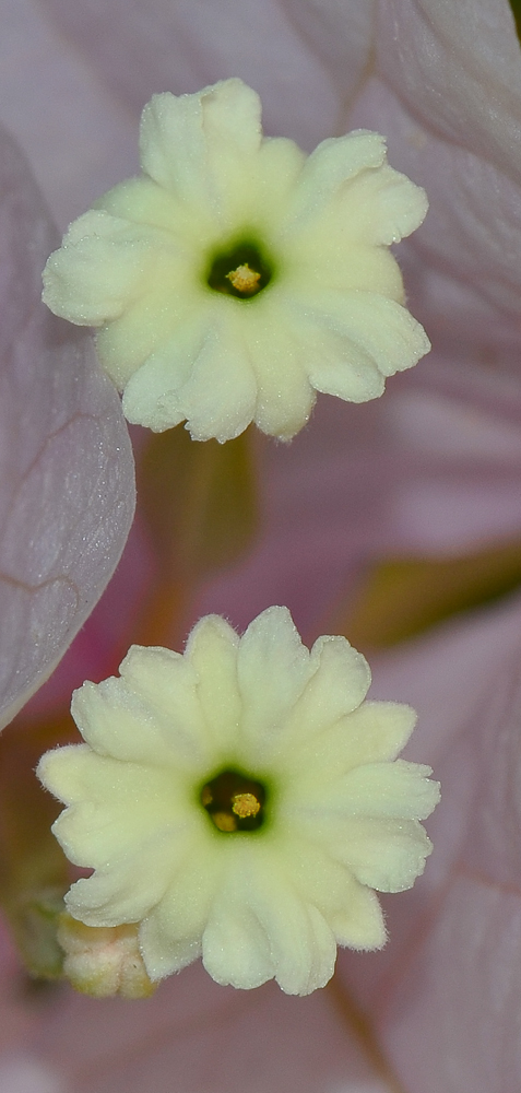 Image of genus Bougainvillea specimen.