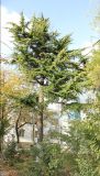 Cedrus deodara. Взрослое дерево в культуре. Черноморское побережье Кавказа, г. Геленджик. 3 ноября 2013 г.