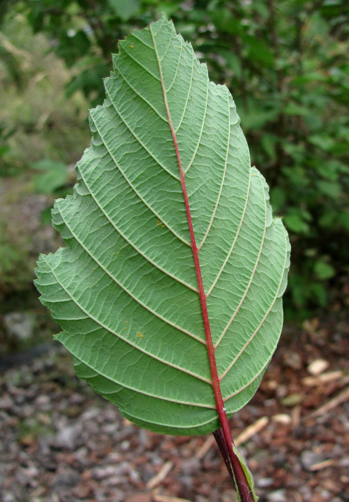 Image of Alnus incana specimen.