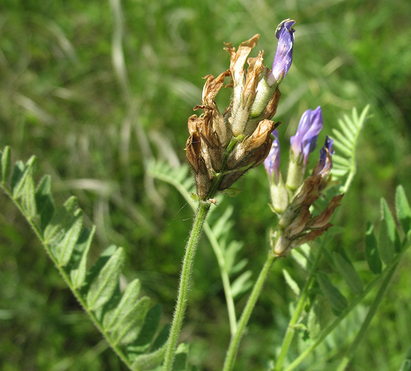 Изображение особи Astragalus danicus.