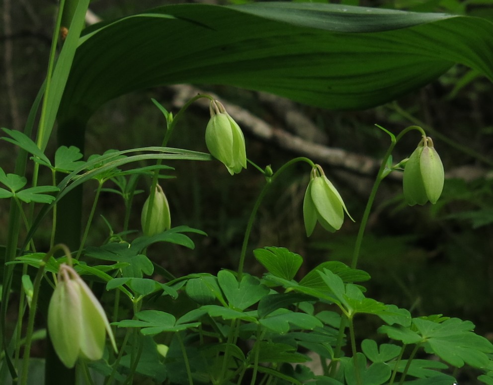 Изображение особи род Aquilegia.