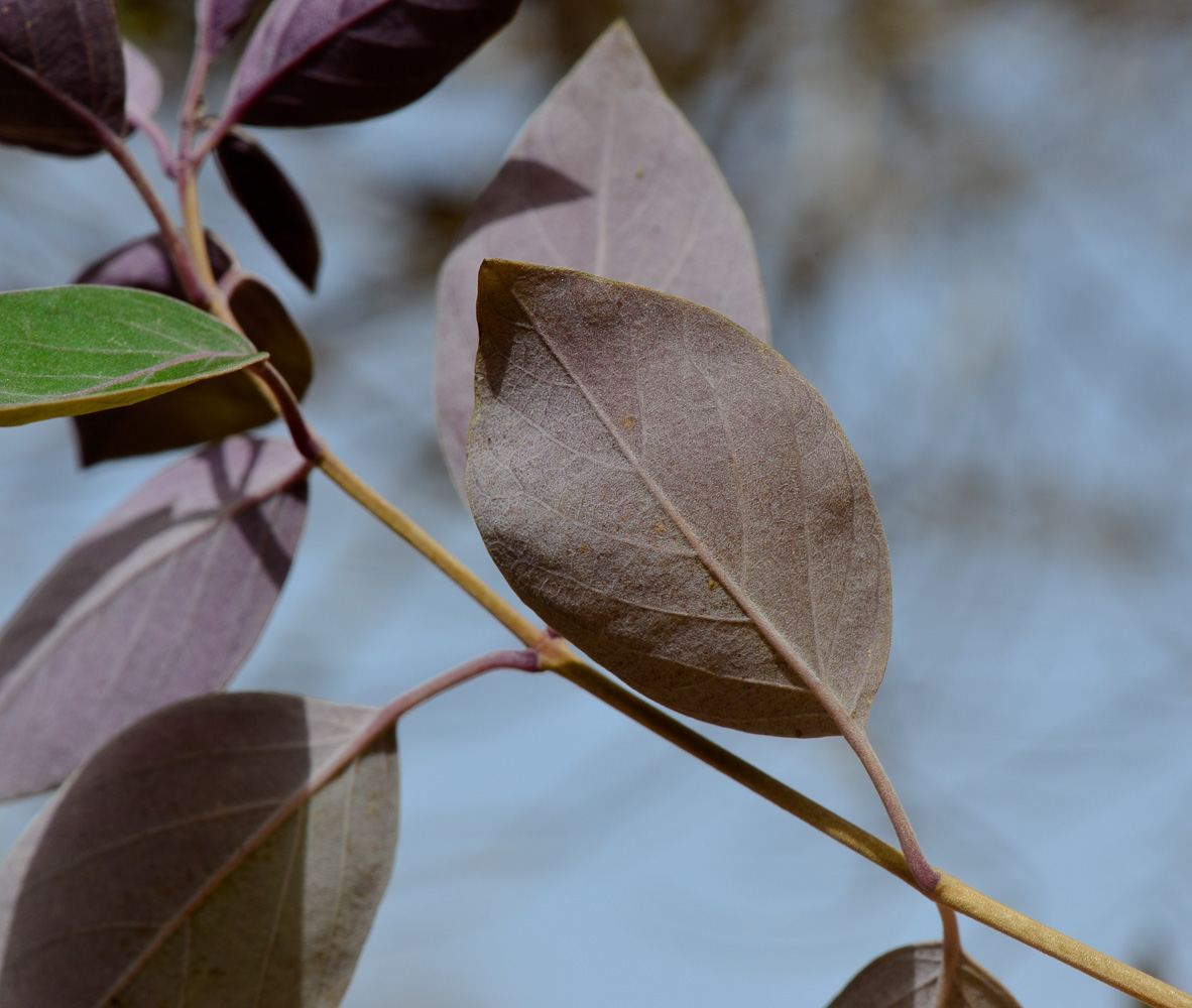 Image of Vitex trifolia var. purpurea specimen.