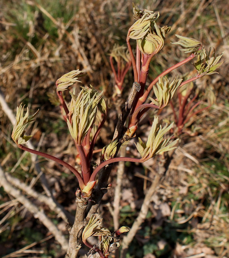 Изображение особи Paeonia suffruticosa.