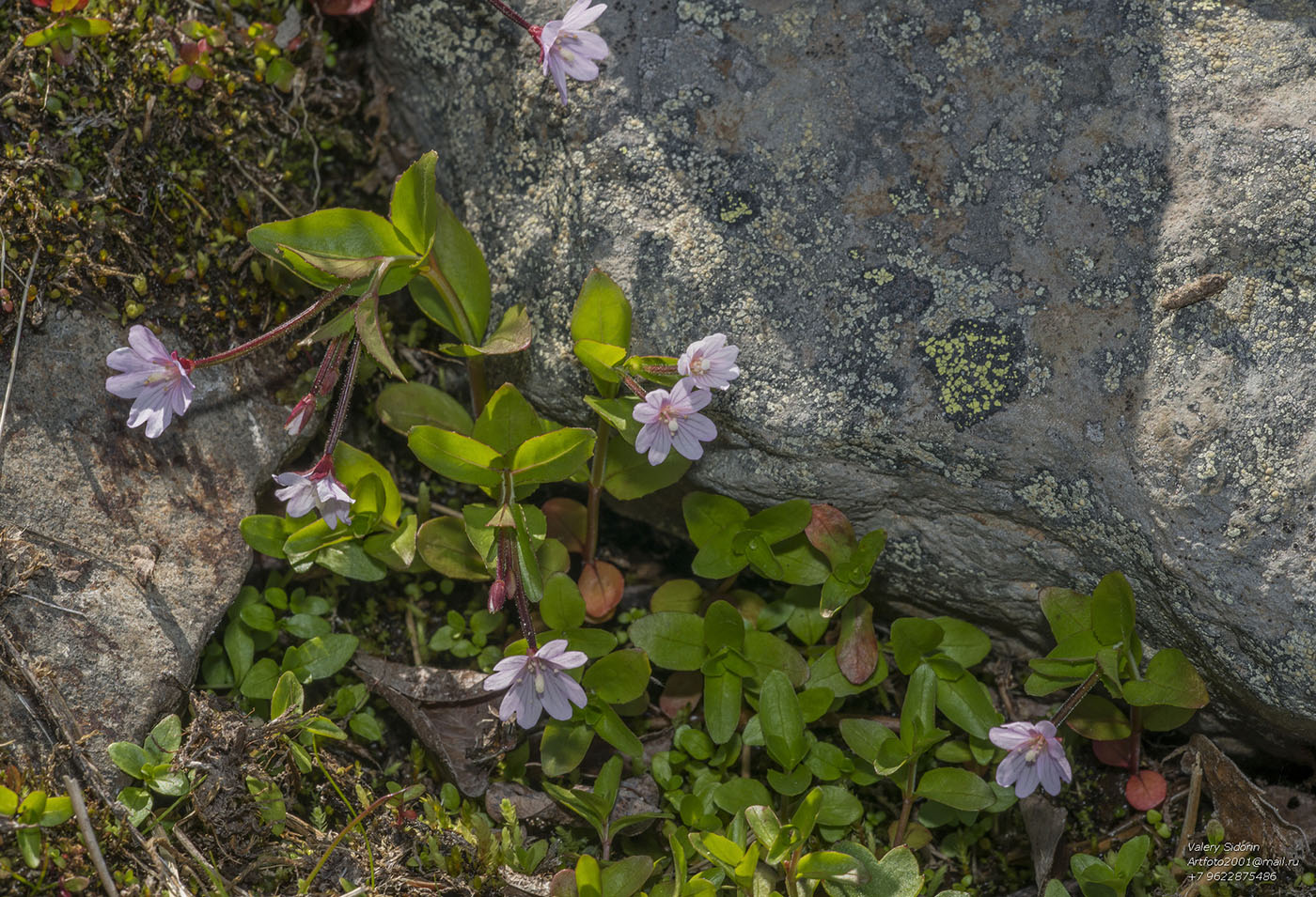 Image of Epilobium anagallidifolium specimen.