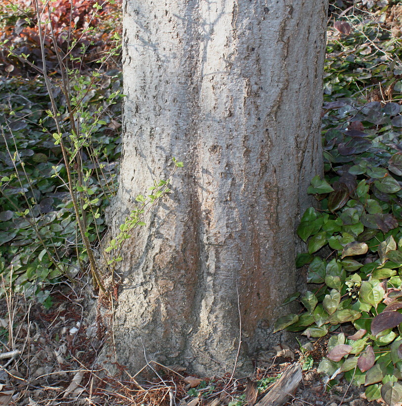 Image of Alnus hirsuta specimen.