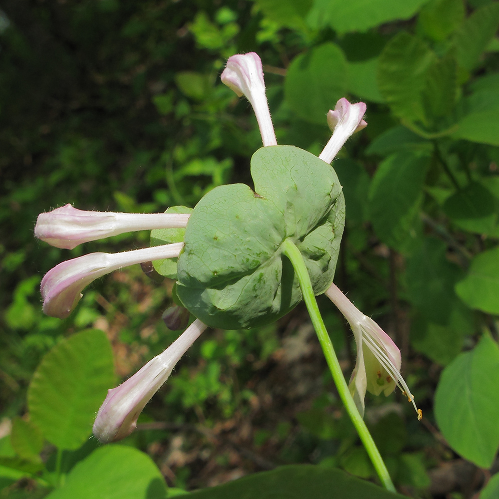 Изображение особи Lonicera caprifolium.