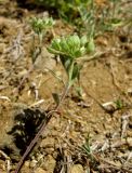 Alyssum umbellatum. Плодоносящее растение. Крым, Карадагский заповедник, хребет Карагач, южный склон. 23 апреля 2014 г.