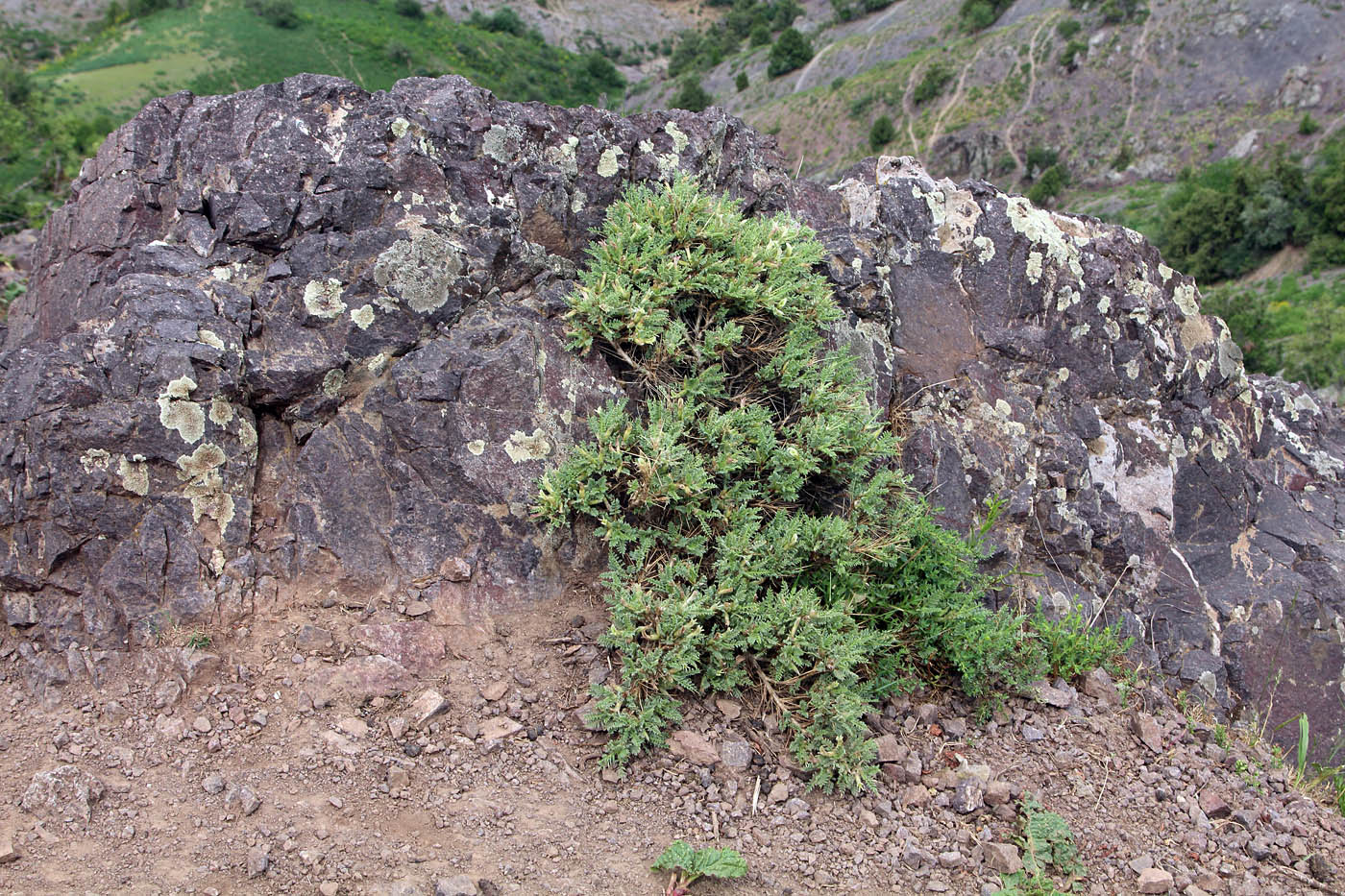 Изображение особи Astragalus lasiosemius.