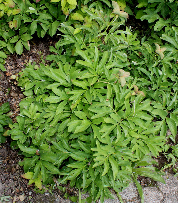 Image of Paeonia officinalis specimen.