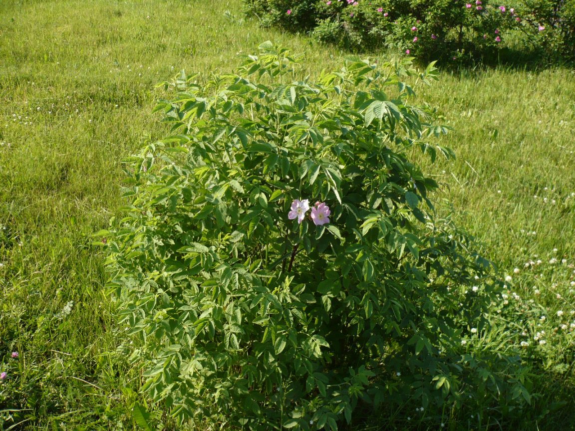 Image of Rosa cinnamomea specimen.