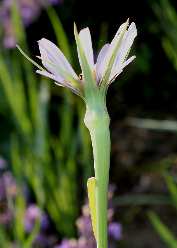 Изображение особи Tragopogon porrifolius.